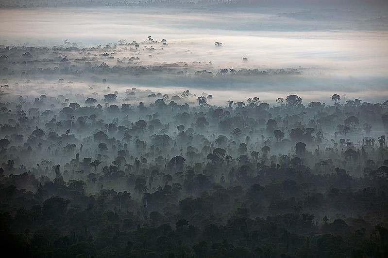 Weak policy oversight could be pushing Brazilian forests closer to a tipping point
