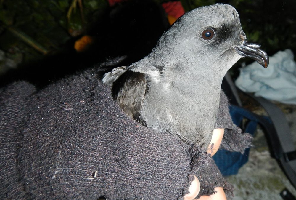 To Save a Seabird, Scientists Must Restore Balance to an Island Ecosystem • The Revelator