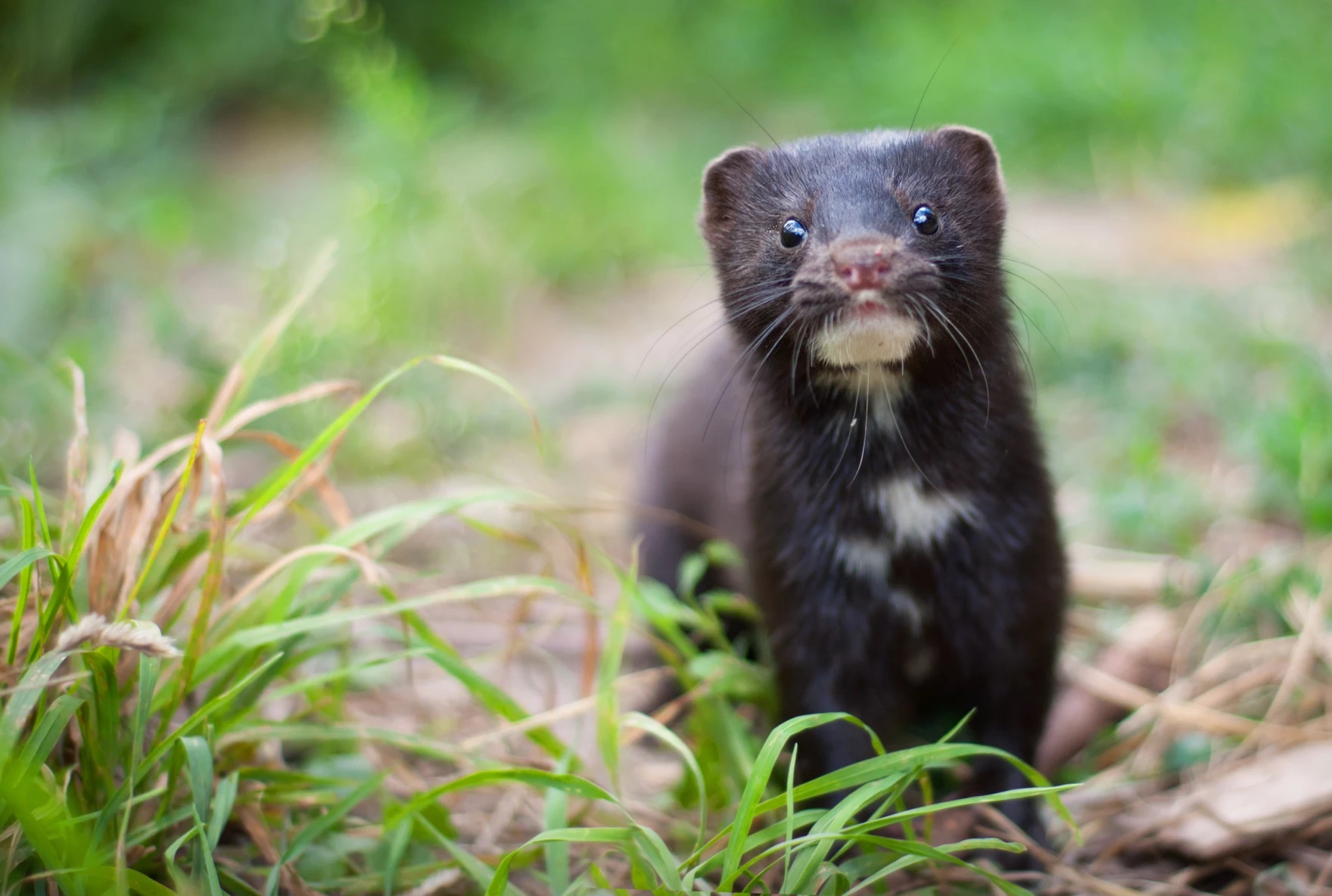 Mink infected with the coronavirus escapes Oregon fur farm