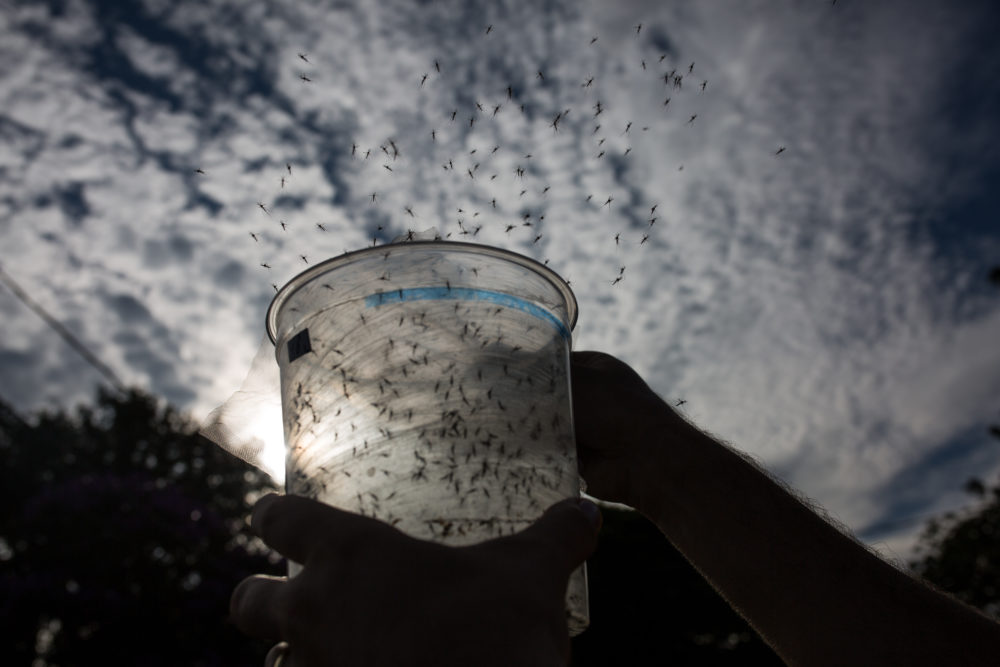 Cicadas, shmicadas: Florida Is releasing thousands of genetically modified mosquitoes