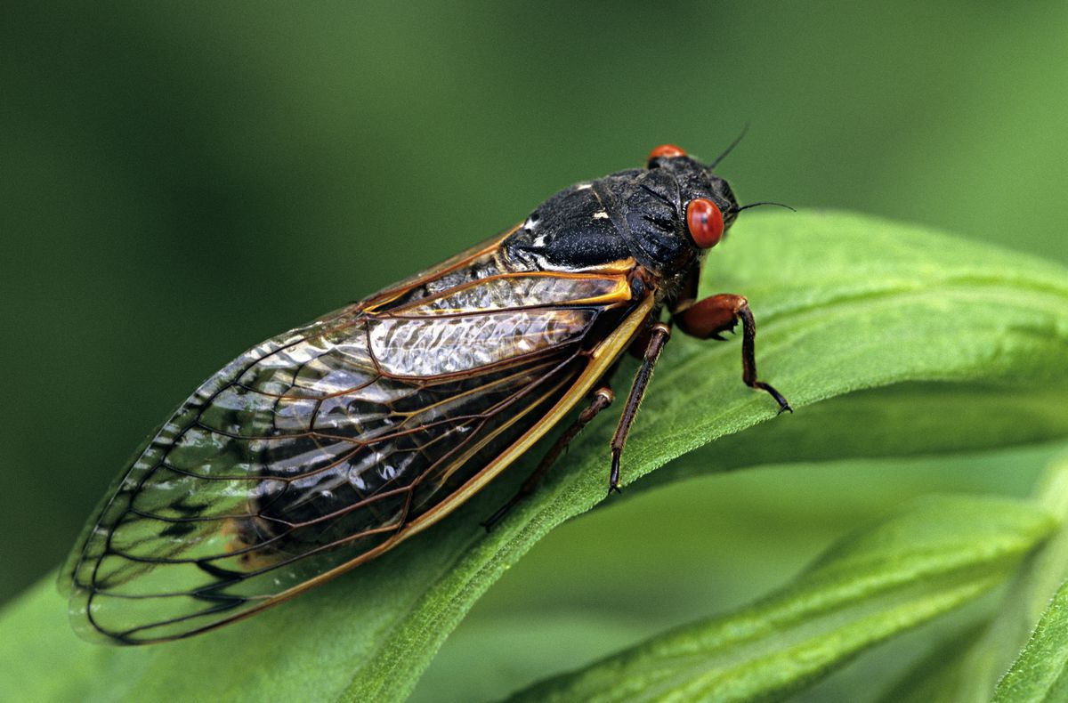 Brood X cicadas will leave their mark on forests for years to come