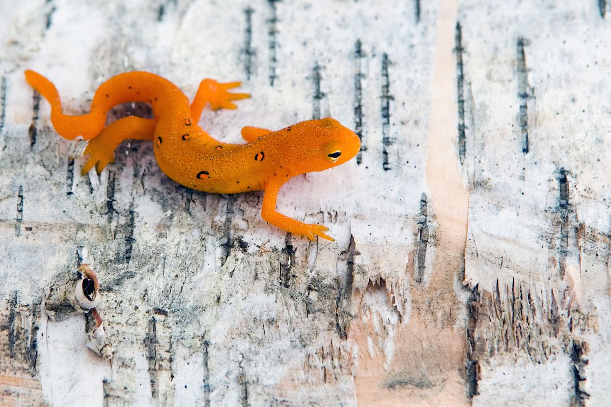 Salamanders have a secret to survive drought, heat waves, and climate change