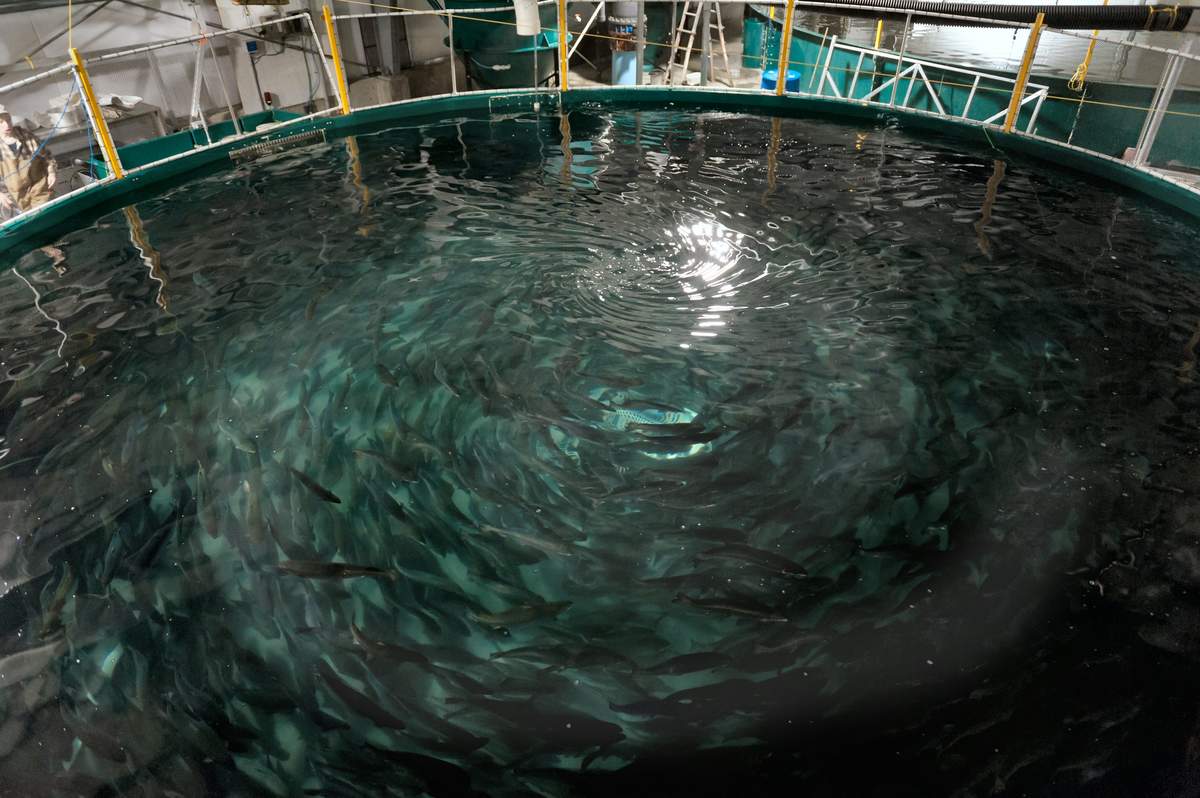 Fish out of water: How B.C.’s salmon farmers fell behind the curve of sustainable, land-based aquaculture
