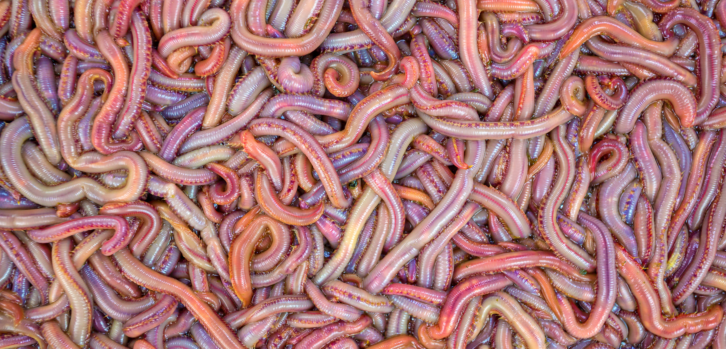 Hitchhiking with bloodworms