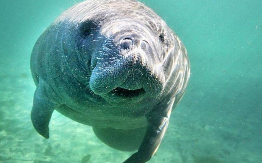 Florida and federal wildlife agencies team up as manatee deaths top 1,000