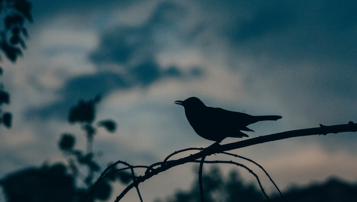 How migratory birds are moving Lyme disease to new places and peoples