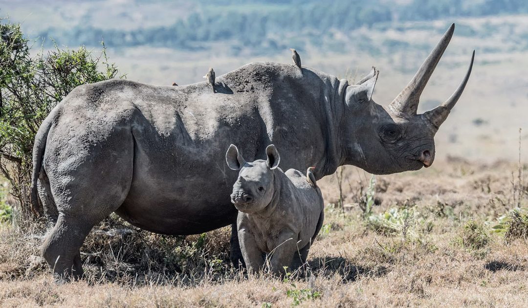Top 10 Most Endangered Species